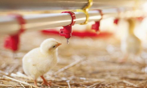 Chicken at farm. Shallow DOF. Developed from RAW; retouched with special care and attention; Small amount of grain added for best final impression. 16 bit Adobe RGB color profile.