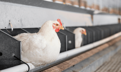 broiler-breeder-min
