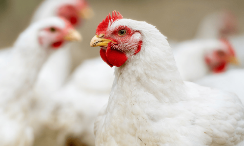 broiler-chickens