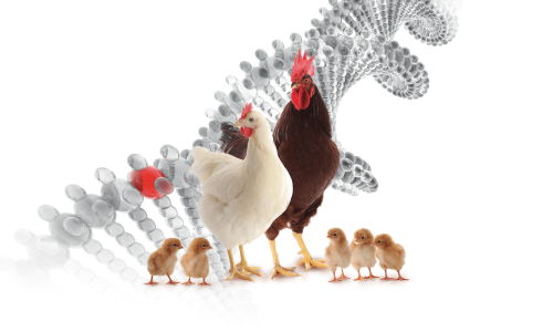 genetic-min