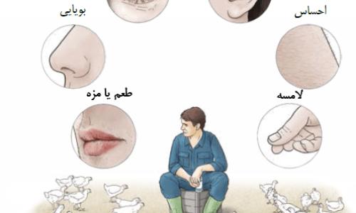 استفاده از حواس در گله