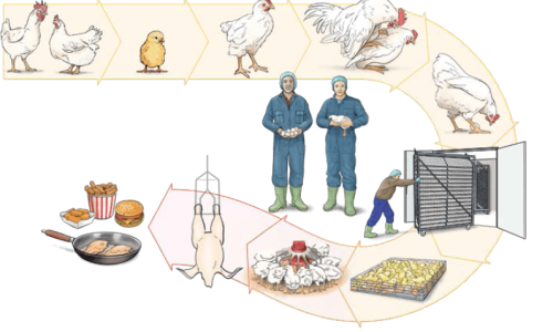 زنجیره تولید گوشت مرغ